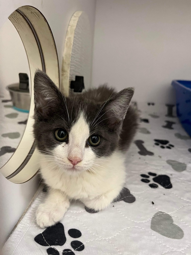 Kandy Kat, an adoptable Domestic Short Hair in Bolivar, MO, 65613 | Photo Image 3