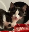 Kandy Kat photo 3