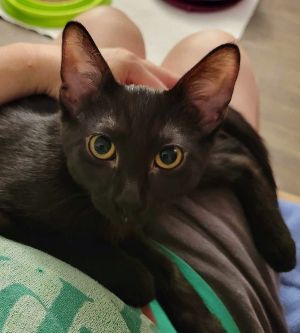 Guppy is a shy and adorable black domestic shorthair who came to us from our rescue partners at SCRA