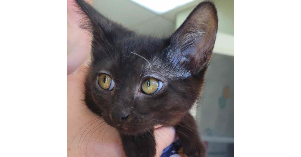 Guppy, an adoptable Domestic Short Hair in Spokane , WA, 99209 | Photo Image 2