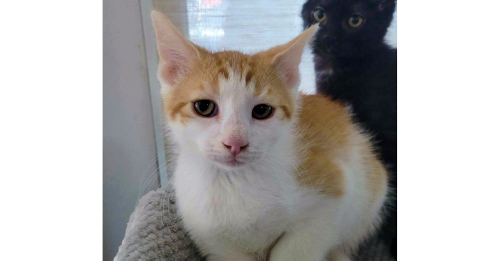 Gibby, an adoptable Domestic Short Hair in Spokane , WA, 99209 | Photo Image 1