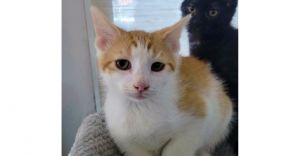 Gibby is a shy and adorable orange and white tabby who came to us from our rescue partners at SCRAPS