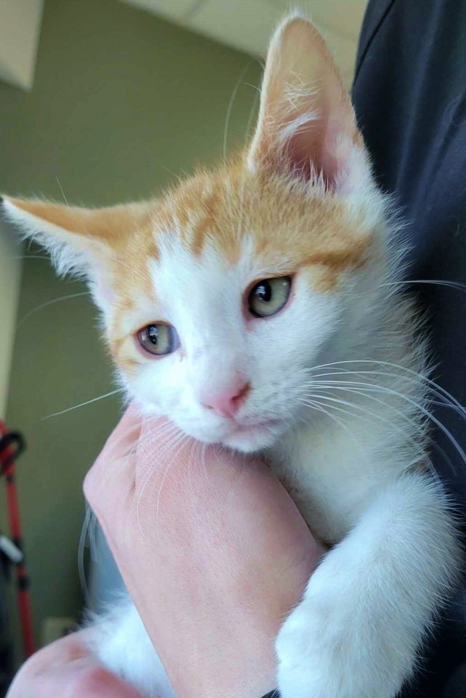 Gibby, an adoptable Domestic Short Hair in Spokane , WA, 99209 | Photo Image 4