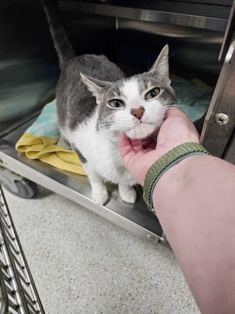 Elbows, an adoptable Domestic Short Hair in Houghton, MI, 49931 | Photo Image 1