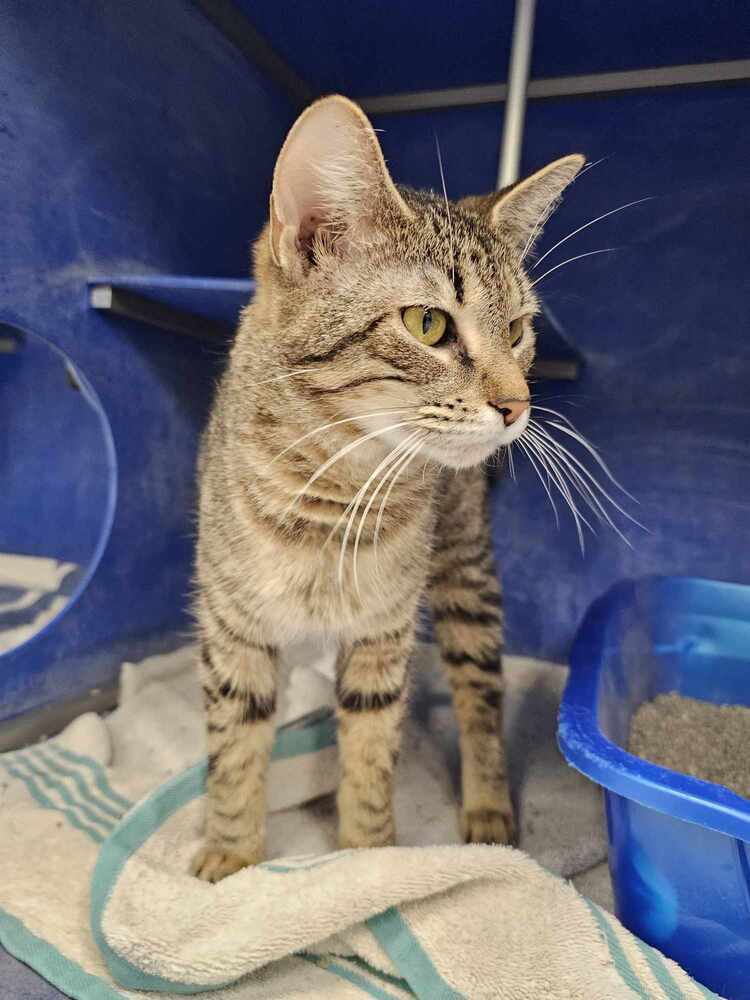 Lotte, an adoptable Domestic Short Hair in Houghton, MI, 49931 | Photo Image 1