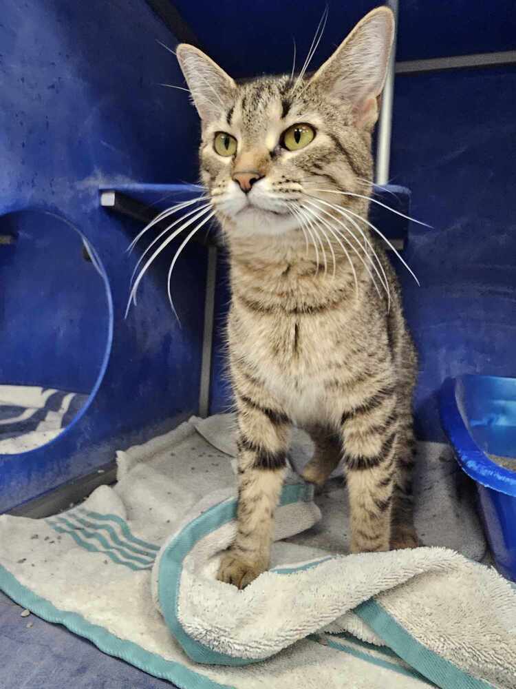 Lotte, an adoptable Domestic Short Hair in Houghton, MI, 49931 | Photo Image 2