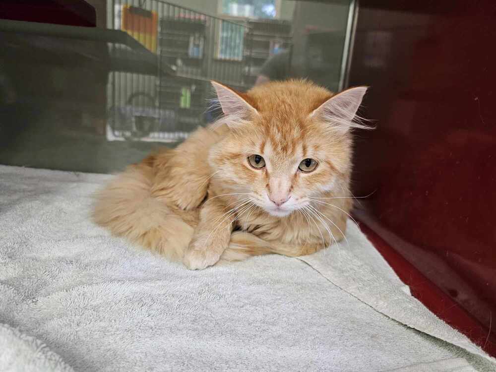 Shooting Glasses, an adoptable Domestic Medium Hair in Houghton, MI, 49931 | Photo Image 1