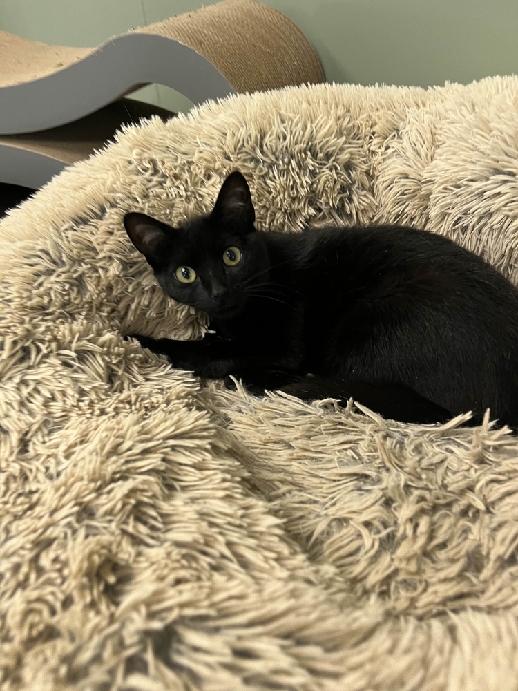 Cinn, an adoptable Domestic Short Hair in Houghton, MI, 49931 | Photo Image 4