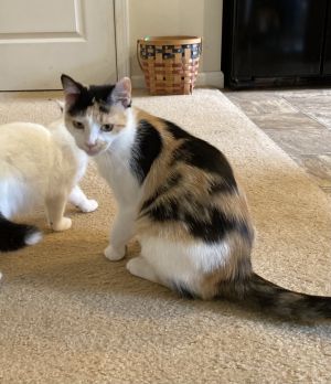 Samantha RC, Adult Female Domestic Short Hair