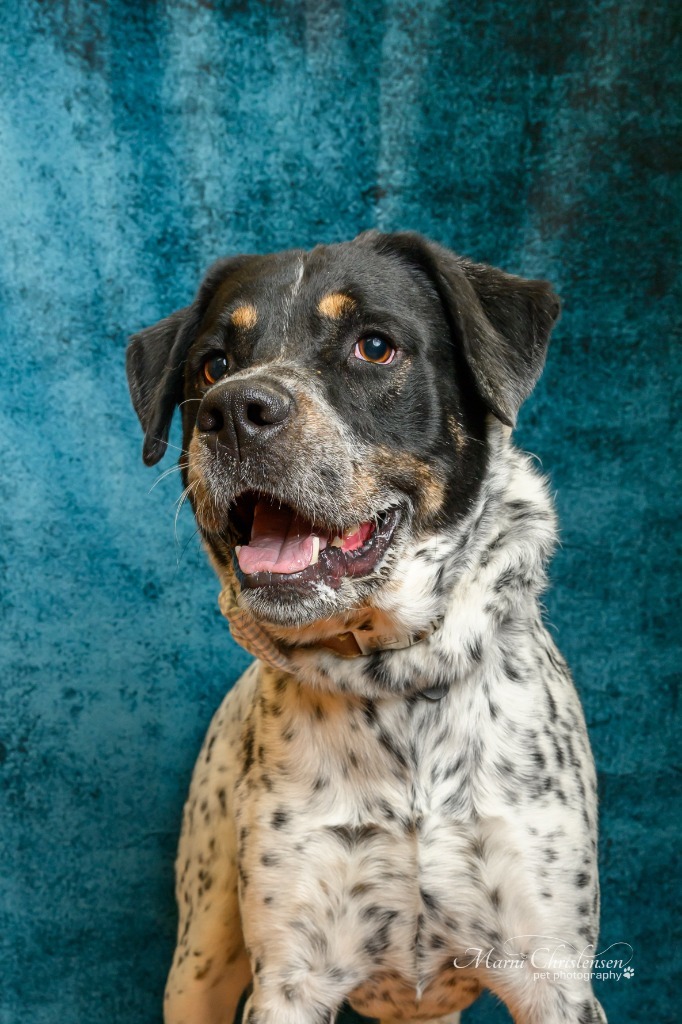 Tucker, an adoptable Pit Bull Terrier in Rock Springs, WY, 82901 | Photo Image 1