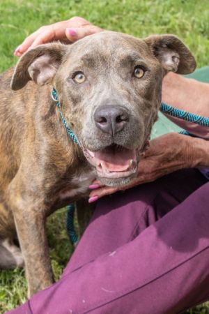 Young Pomelo is a sweet and very shy boy a bit on the submissive side Hes a small light brindle
