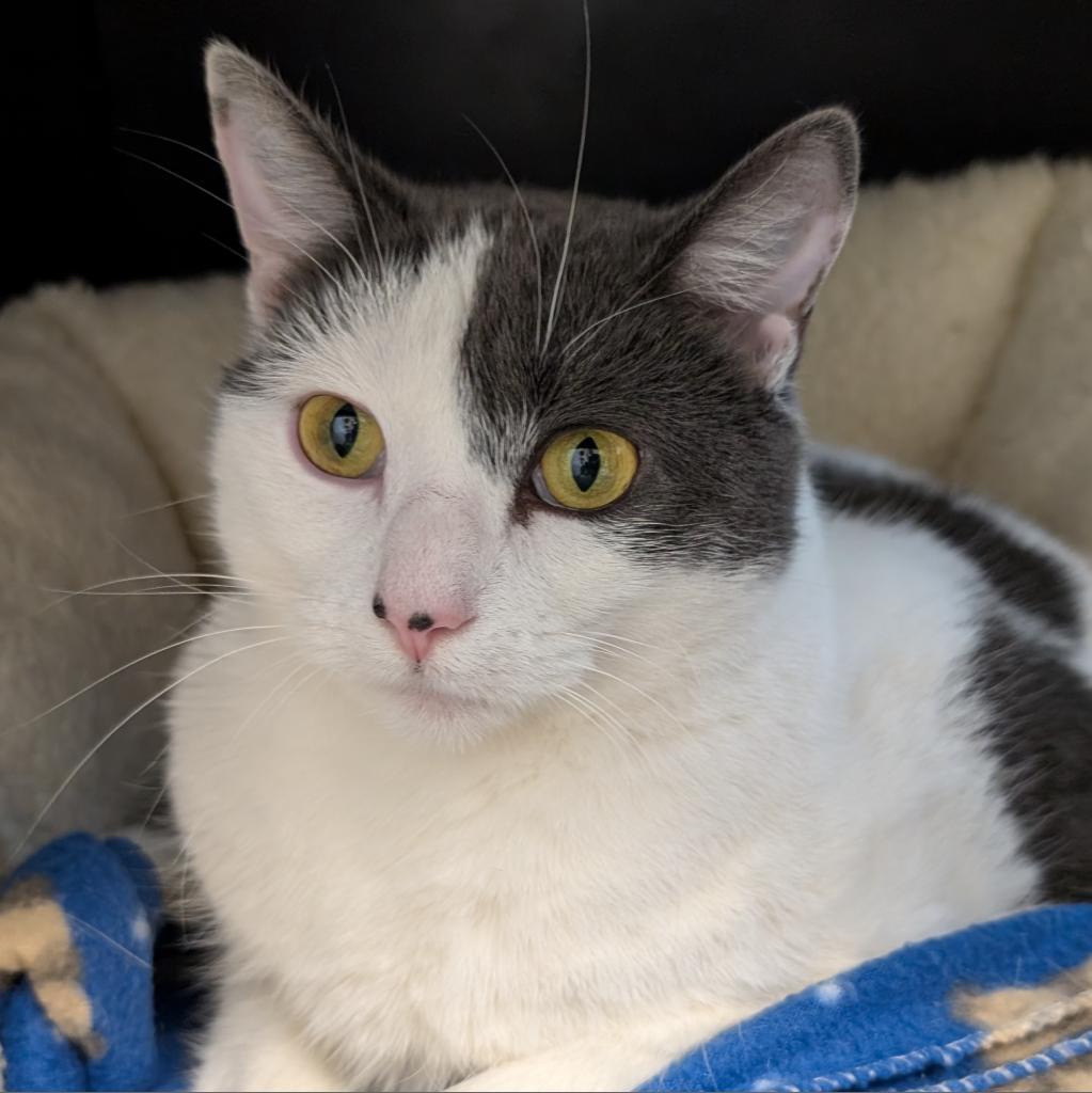 Clawiflower, an adoptable Domestic Short Hair in Thomaston, ME, 04861 | Photo Image 1