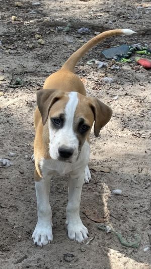 Tejas Boxer Dog