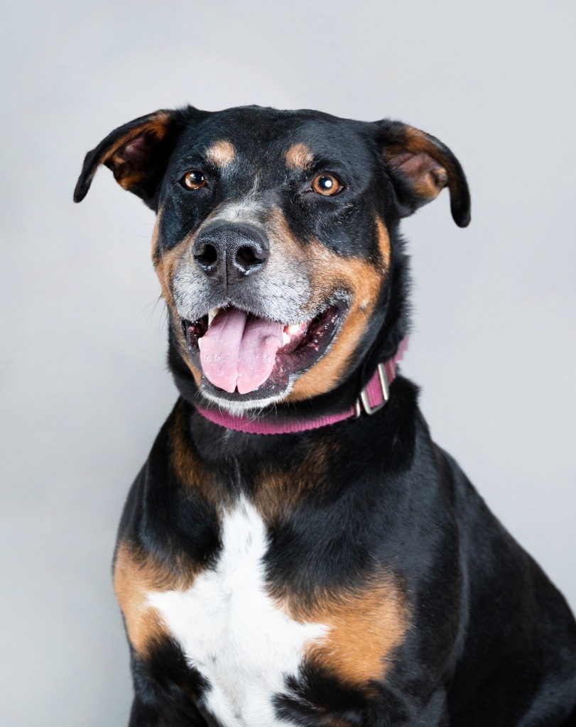 Brutus, an adoptable Pit Bull Terrier, Mixed Breed in Peru, NY, 12972 | Photo Image 1