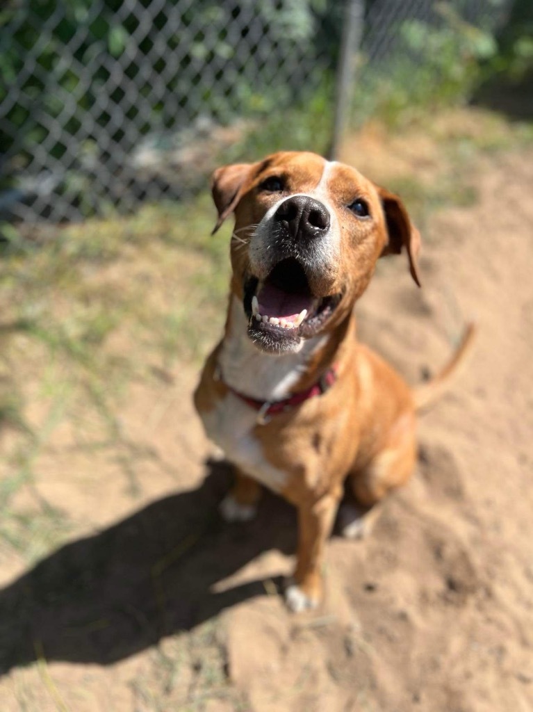 Junior, an adoptable Pit Bull Terrier, Mixed Breed in Peru, NY, 12972 | Photo Image 1