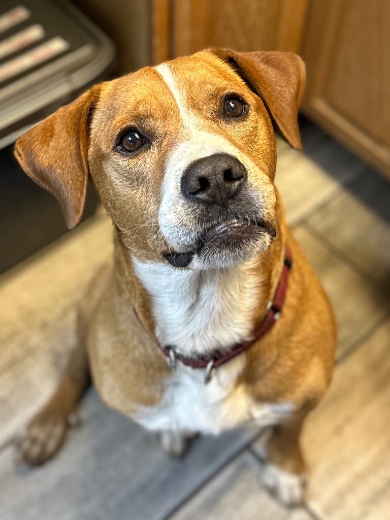 Junior, an adoptable Pit Bull Terrier, Mixed Breed in Peru, NY, 12972 | Photo Image 3