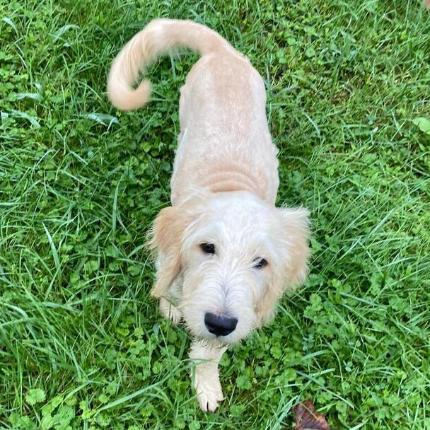 Arlo Doodle, an adoptable Goldendoodle in Louisville, KY, 40206 | Photo Image 1