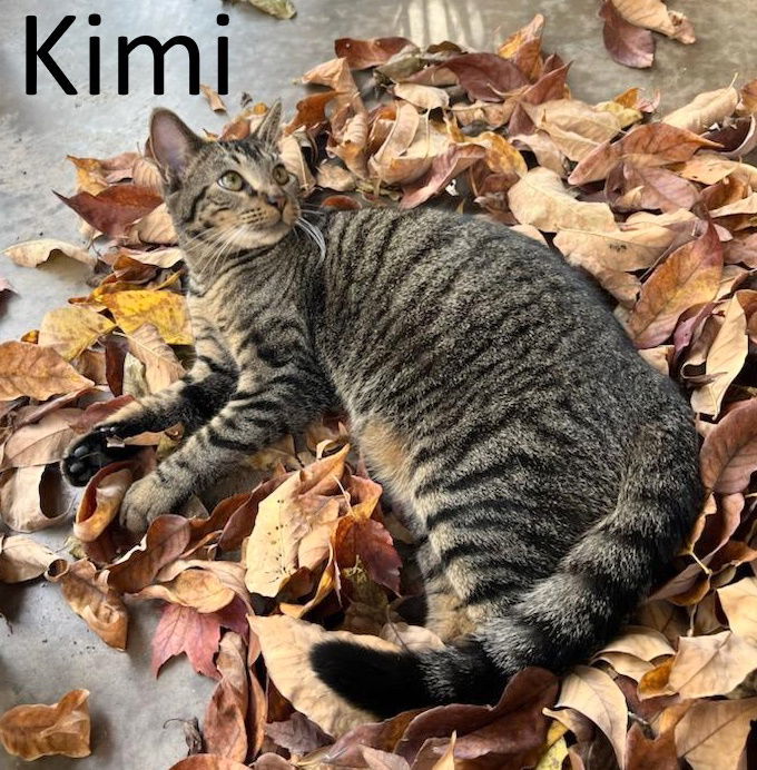 Kimi, an adoptable Tabby, Domestic Medium Hair in Mountain View, AR, 72560 | Photo Image 1