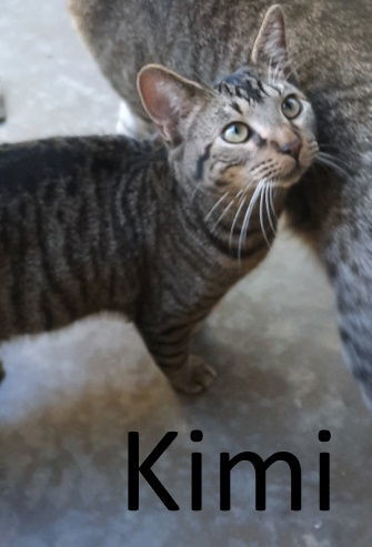 Kimi, an adoptable Tabby, Domestic Medium Hair in Mountain View, AR, 72560 | Photo Image 3