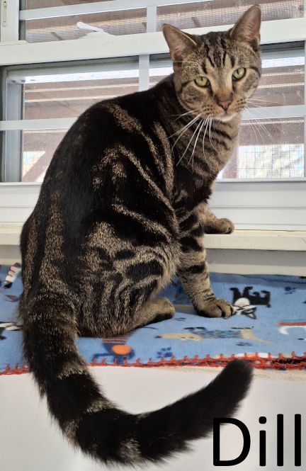 Dill, an adoptable Tabby, Domestic Short Hair in Mountain View, AR, 72560 | Photo Image 1