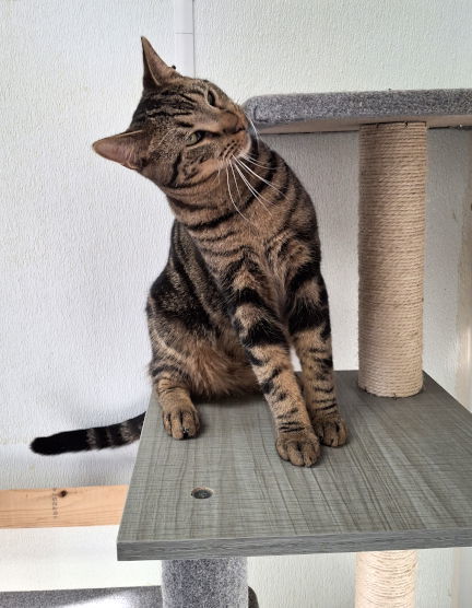 Dill, an adoptable Tabby, Domestic Short Hair in Mountain View, AR, 72560 | Photo Image 2