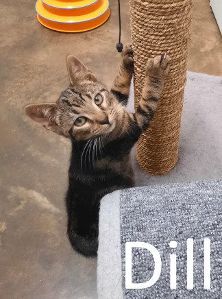 Dill, an adoptable Tabby, Domestic Short Hair in Mountain View, AR, 72560 | Photo Image 3