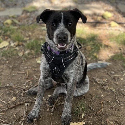 Alaster, an adoptable Mixed Breed in Park City, UT, 84098 | Photo Image 1