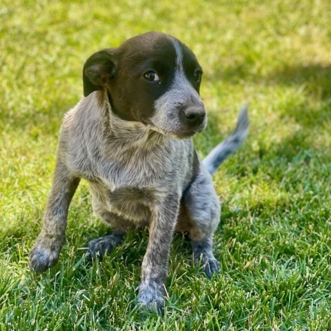 Alaster, an adoptable Mixed Breed in Park City, UT, 84098 | Photo Image 2