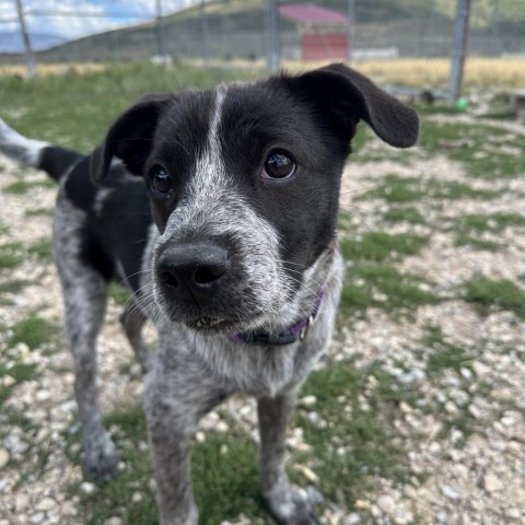 Alaster, an adoptable Mixed Breed in Park City, UT, 84098 | Photo Image 3