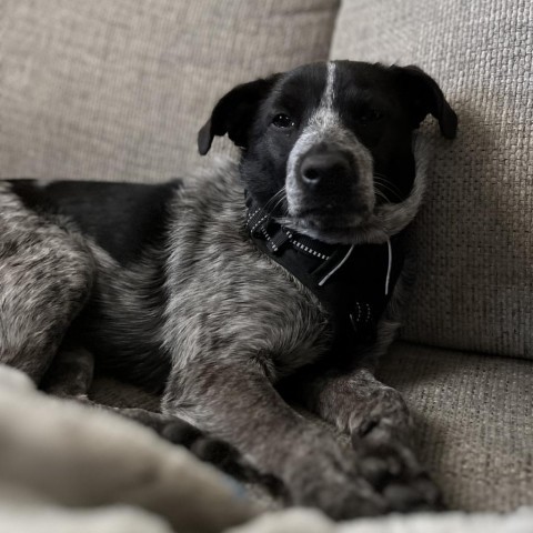 Alaster, an adoptable Mixed Breed in Park City, UT, 84098 | Photo Image 4