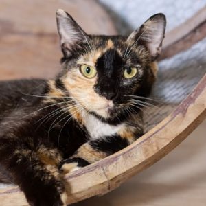 Belle, Young Female Domestic Short Hair