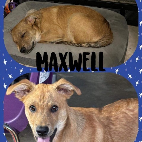 Maxwell 1