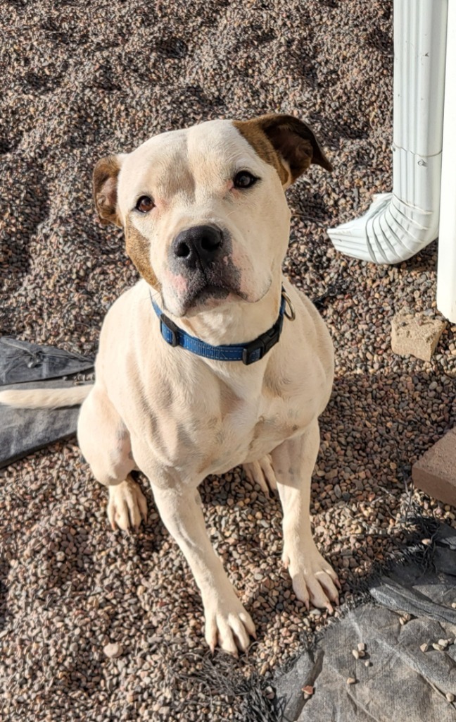 Baby, an adoptable Pit Bull Terrier in Medford, WI, 54451 | Photo Image 1