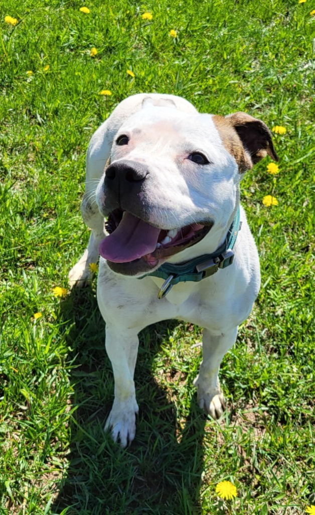 Baby, an adoptable Pit Bull Terrier in Medford, WI, 54451 | Photo Image 2