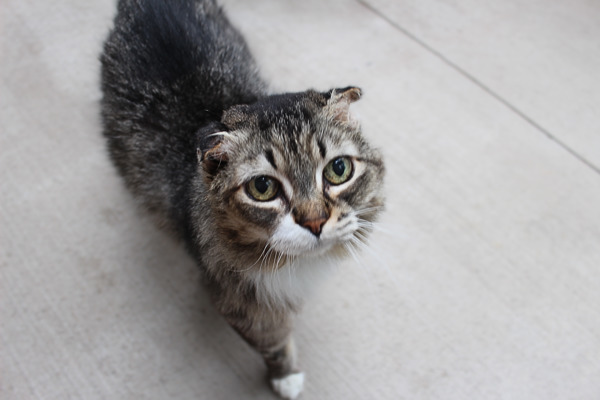 Folder, an adoptable Domestic Long Hair in Duluth, MN, 55802 | Photo Image 1