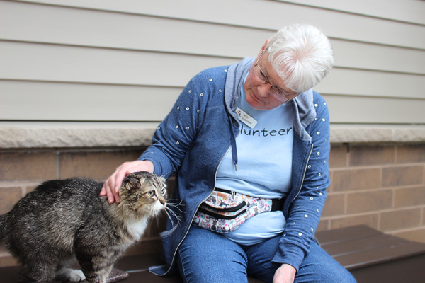 Folder, an adoptable Domestic Long Hair in Duluth, MN, 55802 | Photo Image 2