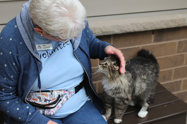 Folder, an adoptable Domestic Long Hair in Duluth, MN, 55802 | Photo Image 3