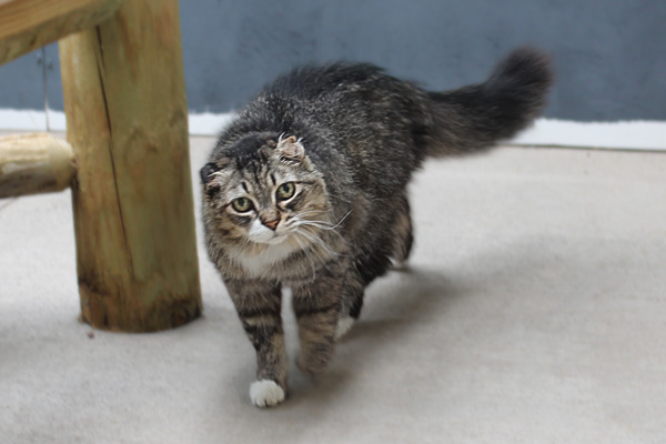 Folder, an adoptable Domestic Long Hair in Duluth, MN, 55802 | Photo Image 4