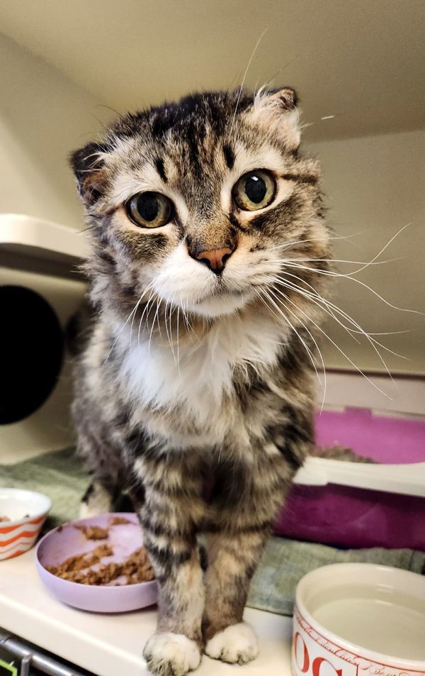 Folder, an adoptable Domestic Long Hair in Duluth, MN, 55802 | Photo Image 5