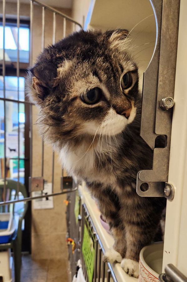 Folder, an adoptable Domestic Long Hair in Duluth, MN, 55802 | Photo Image 6