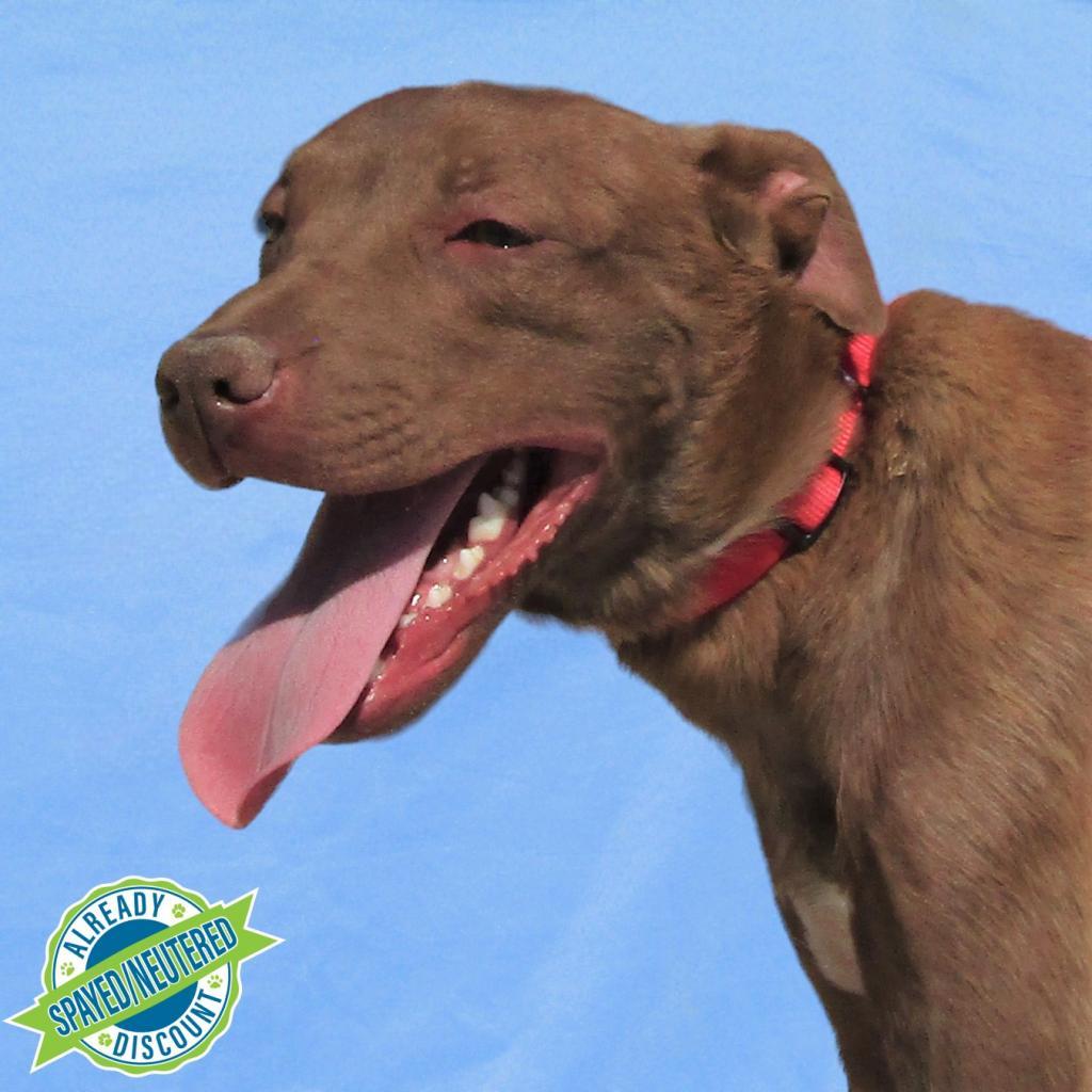 AJ, an adoptable Mixed Breed in Las Cruces, NM, 88012 | Photo Image 1