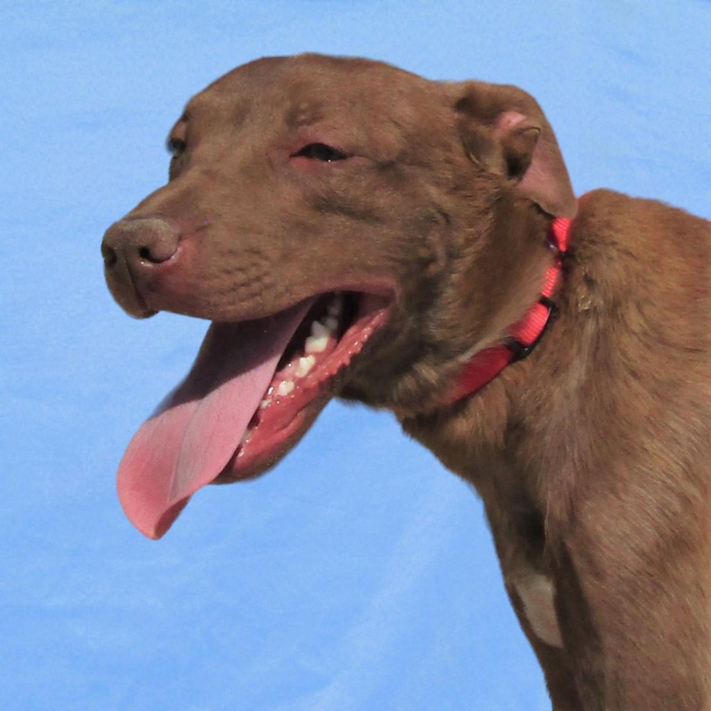 AJ, an adoptable Mixed Breed in Las Cruces, NM, 88012 | Photo Image 1