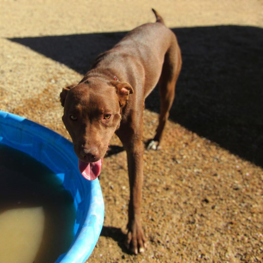 AJ, an adoptable Mixed Breed in Las Cruces, NM, 88012 | Photo Image 2