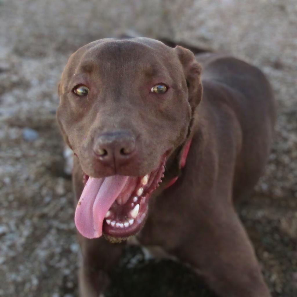 AJ, an adoptable Mixed Breed in Las Cruces, NM, 88012 | Photo Image 4