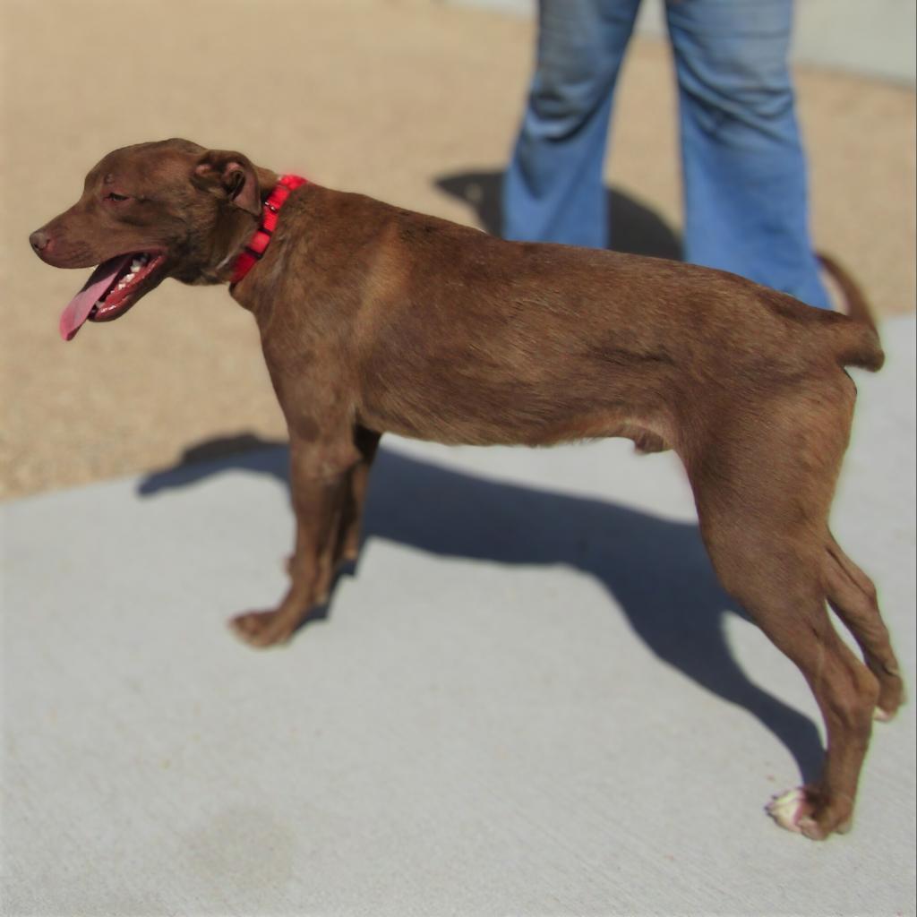 AJ, an adoptable Mixed Breed in Las Cruces, NM, 88012 | Photo Image 5