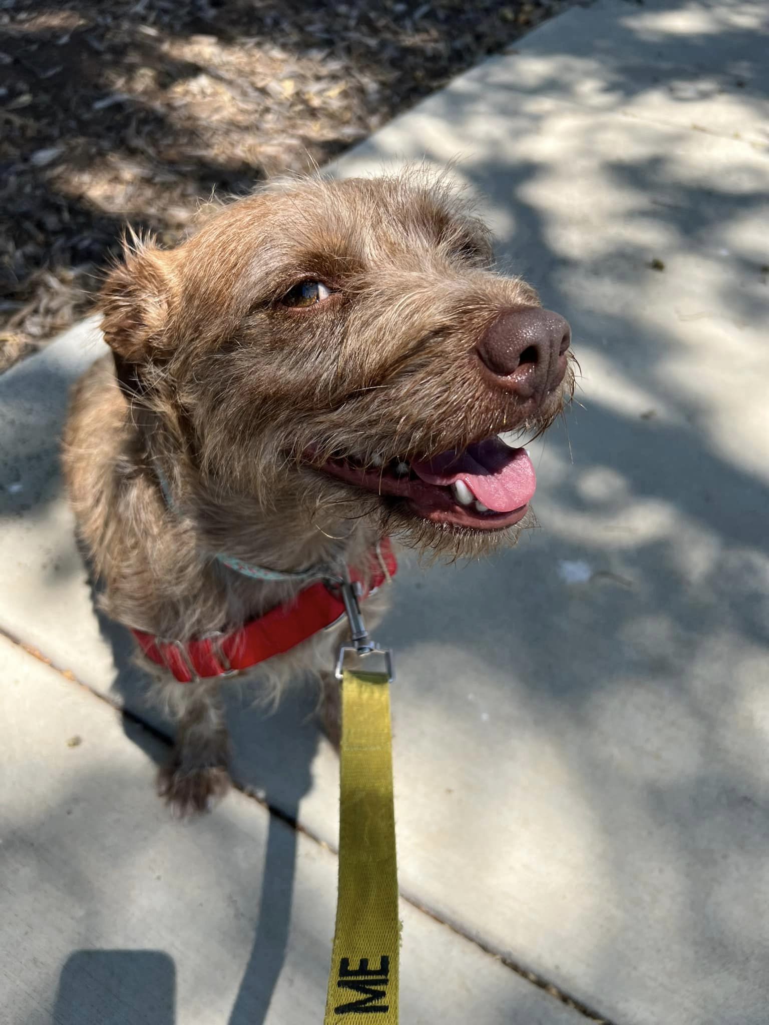 Bella, an adoptable Maltese, Miniature Schnauzer in Chico, CA, 95928 | Photo Image 1