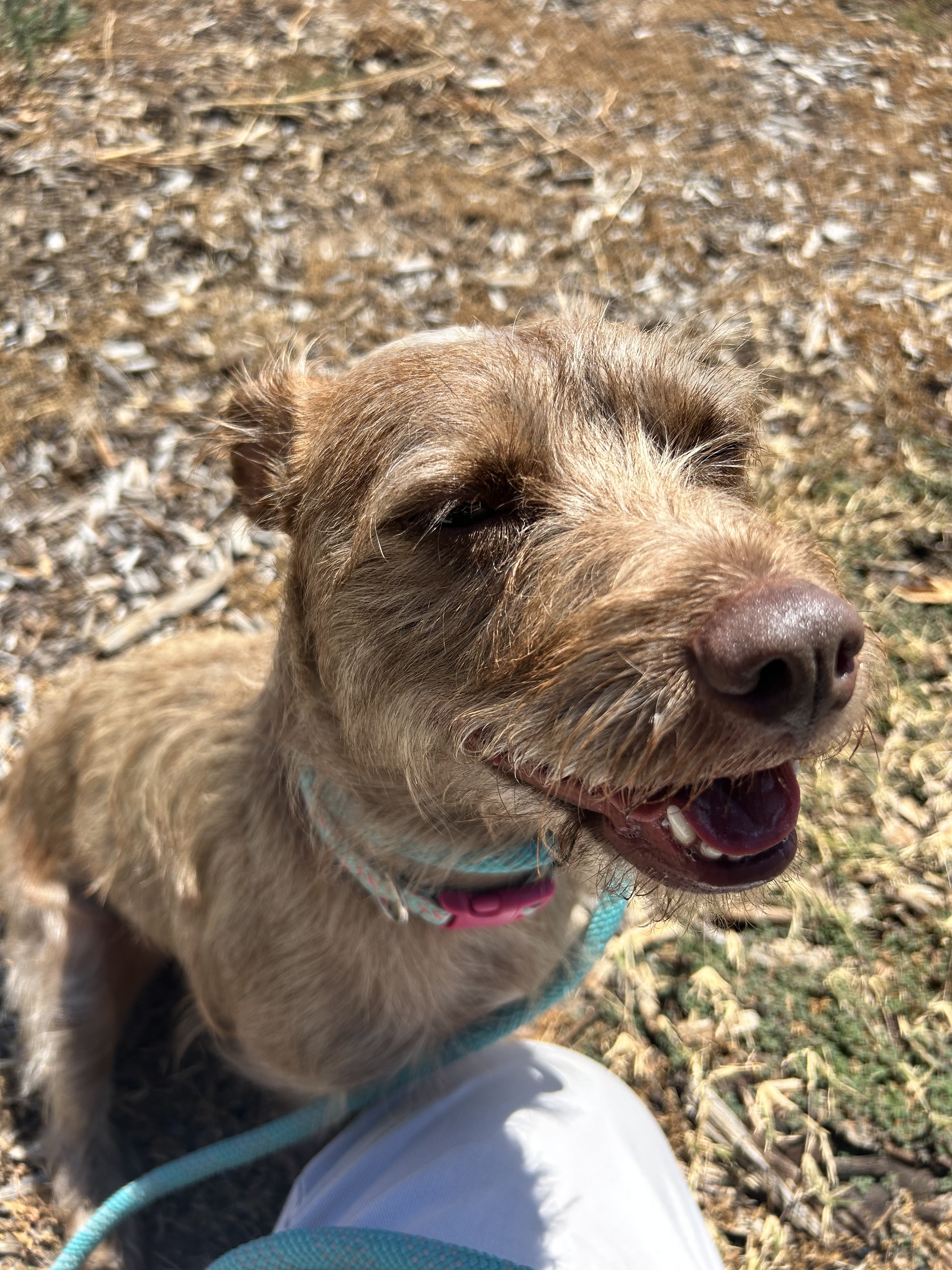 Bella, an adoptable Maltese, Miniature Schnauzer in Chico, CA, 95928 | Photo Image 2