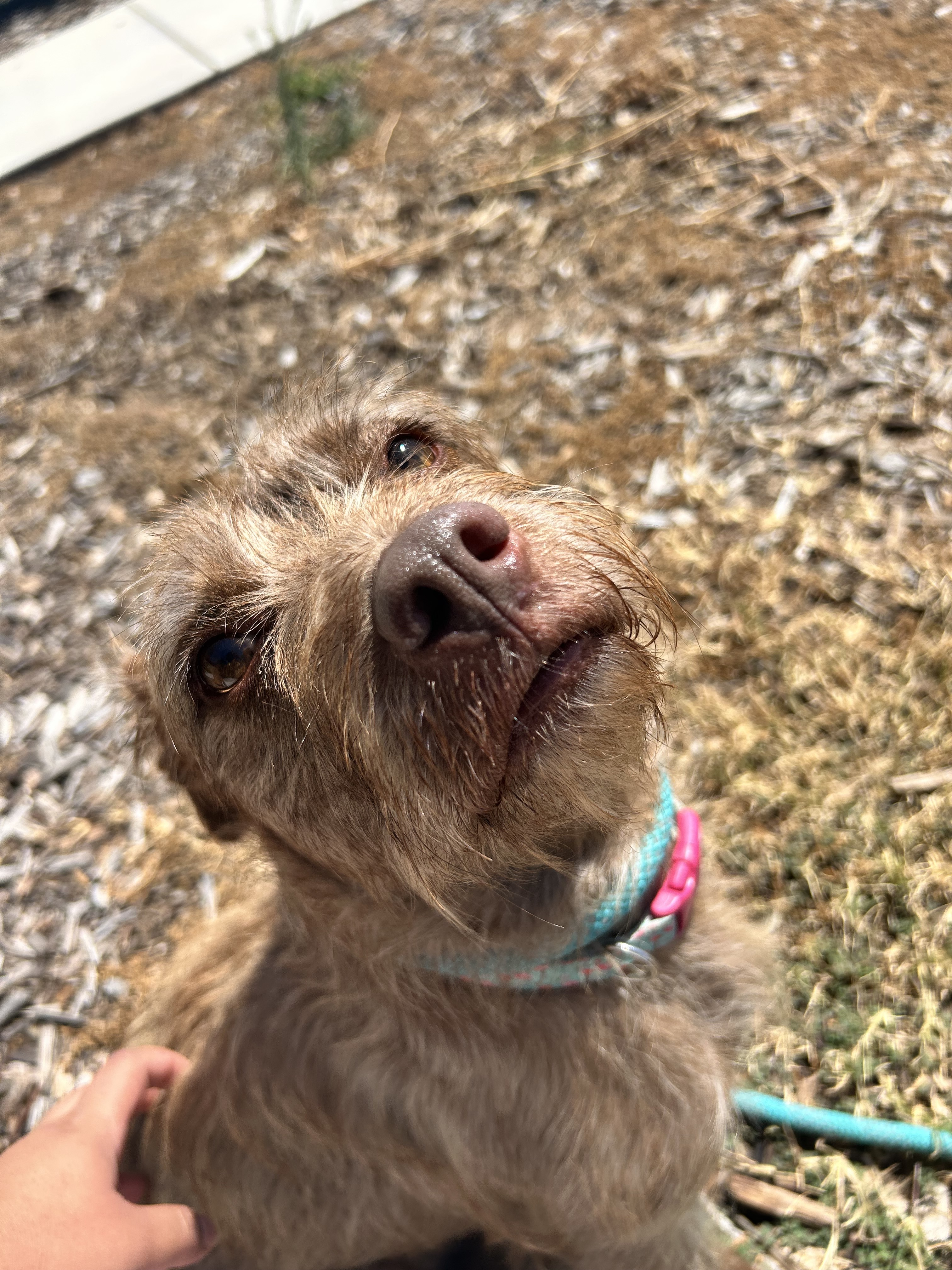 Bella, an adoptable Maltese, Miniature Schnauzer in Chico, CA, 95928 | Photo Image 3