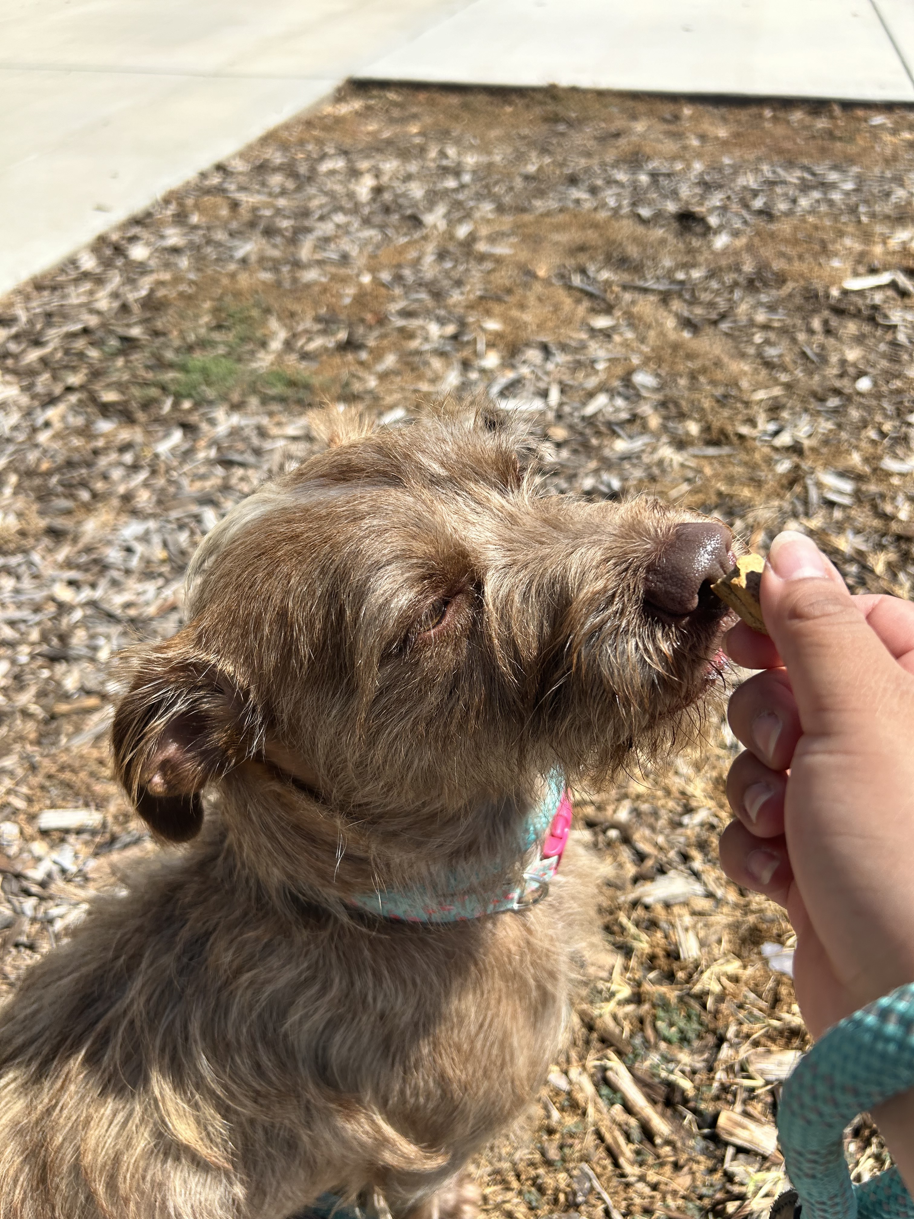 Bella, an adoptable Maltese, Miniature Schnauzer in Chico, CA, 95928 | Photo Image 4