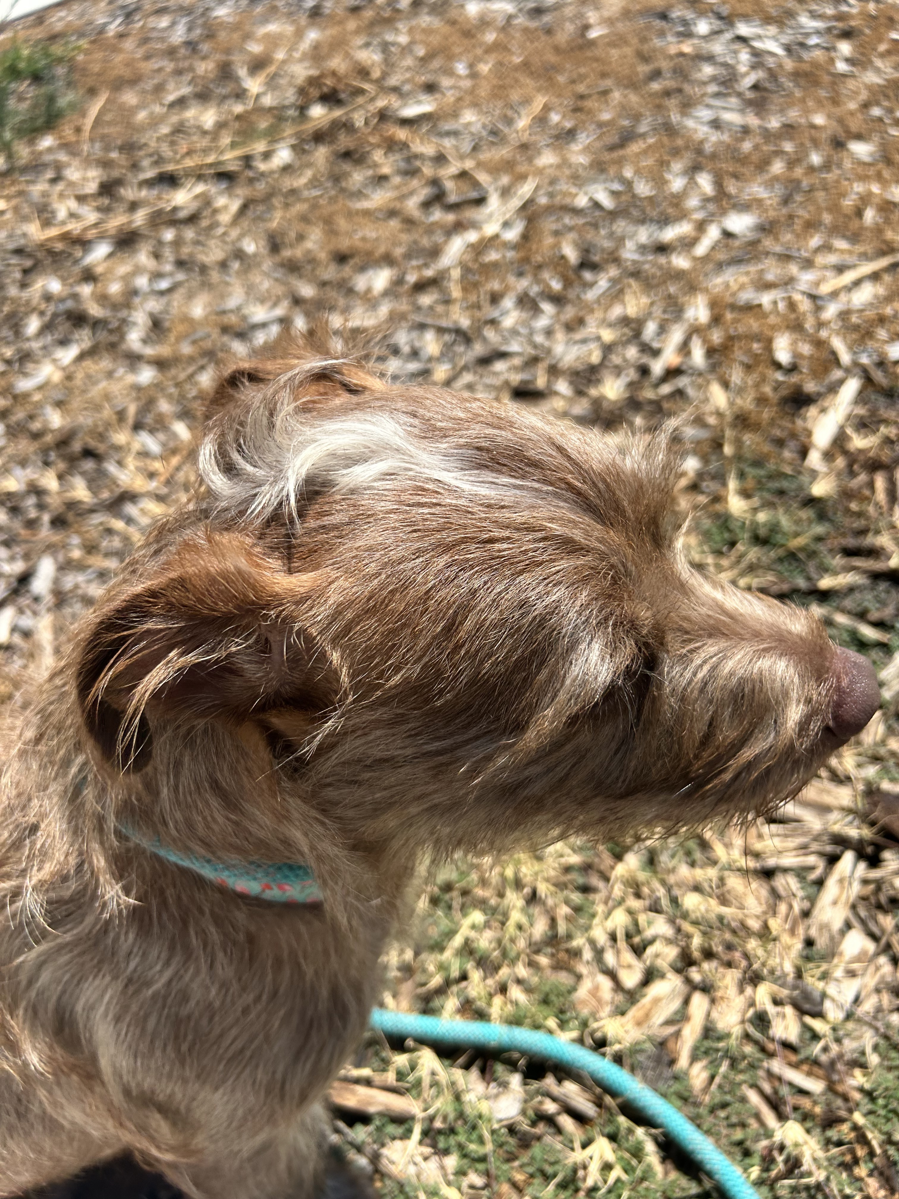 Bella, an adoptable Maltese, Miniature Schnauzer in Chico, CA, 95928 | Photo Image 5